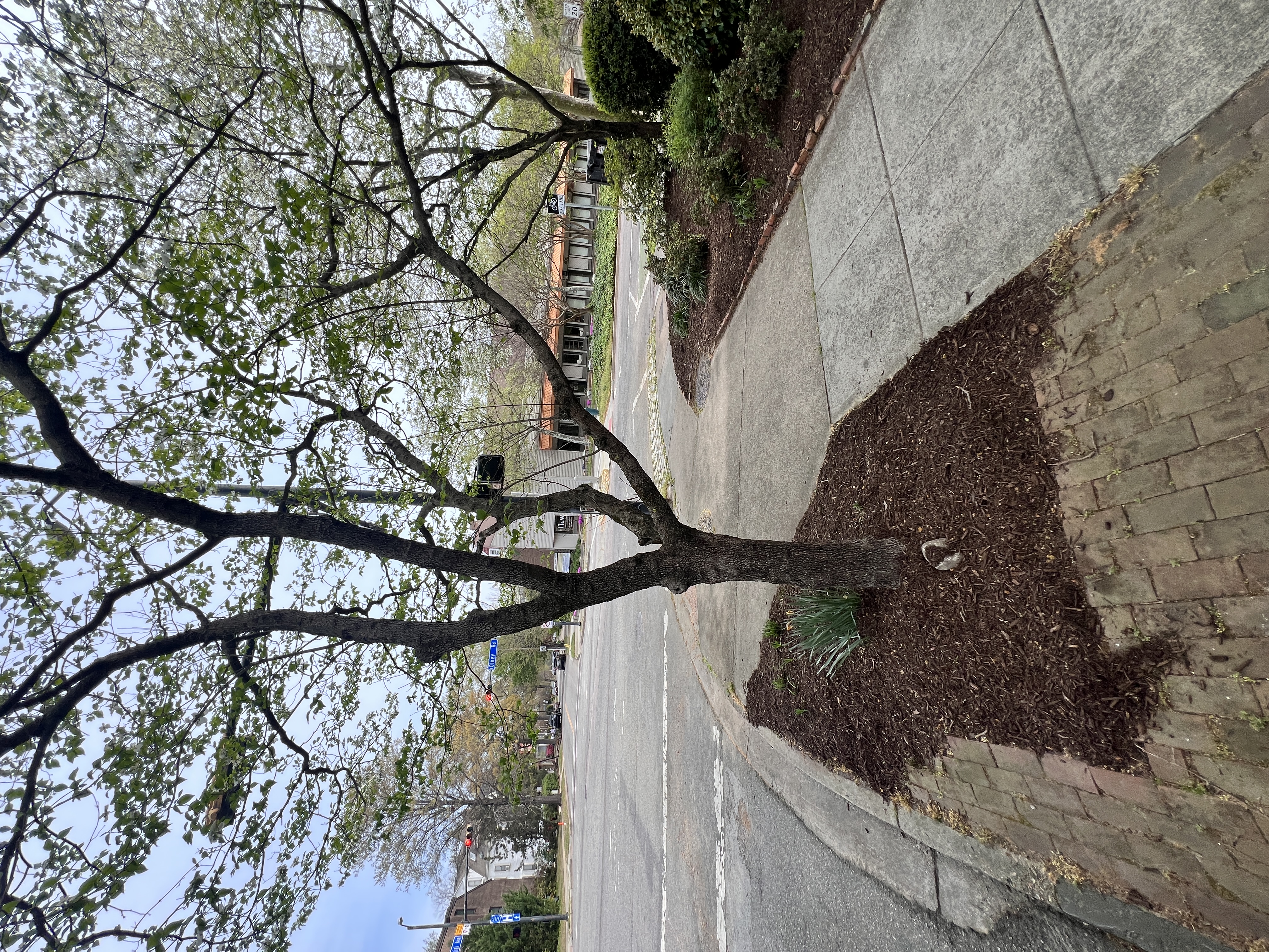 Total Lawncare project 18