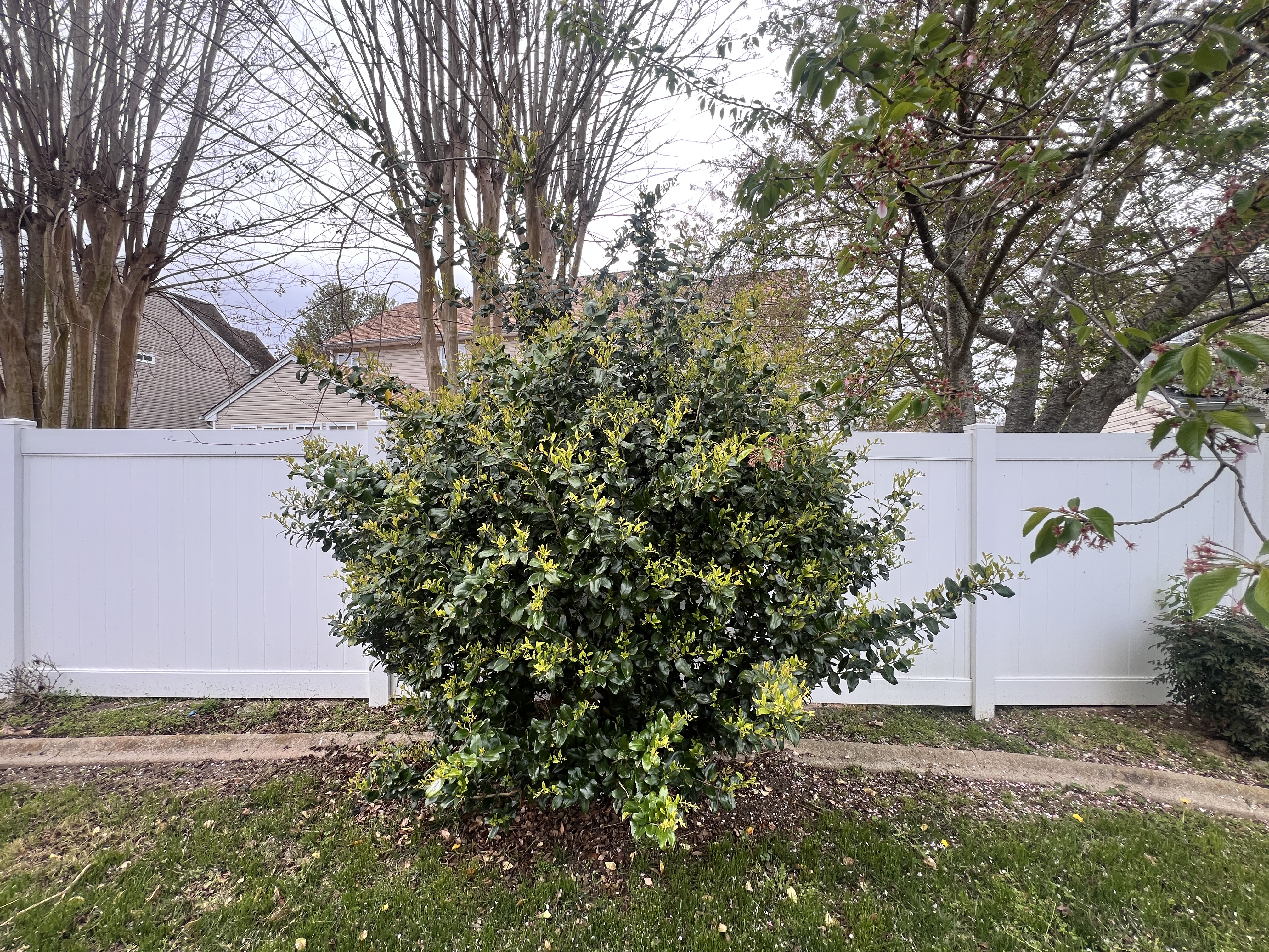 Total Lawncare project 17