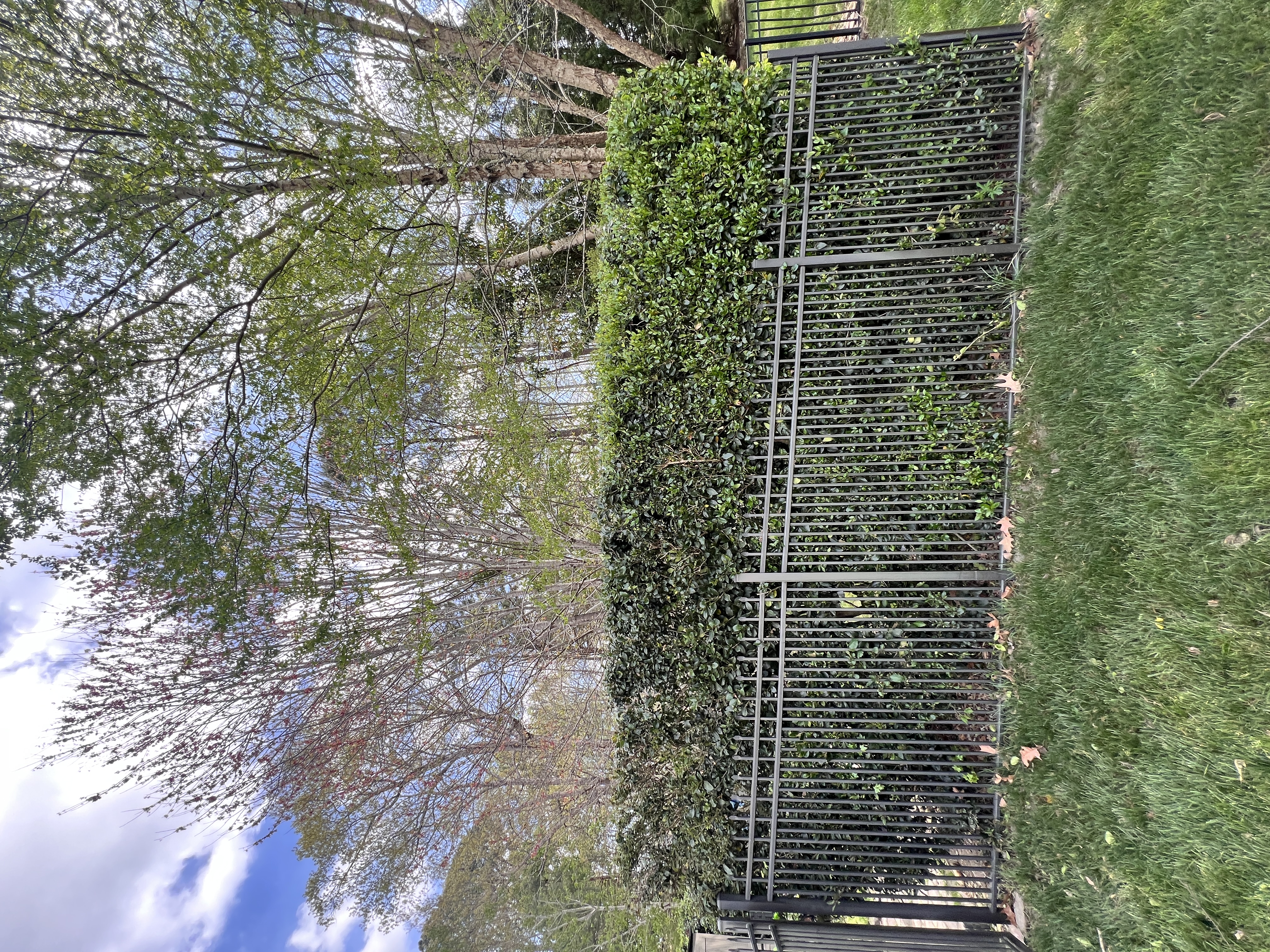 Total Lawncare project 4