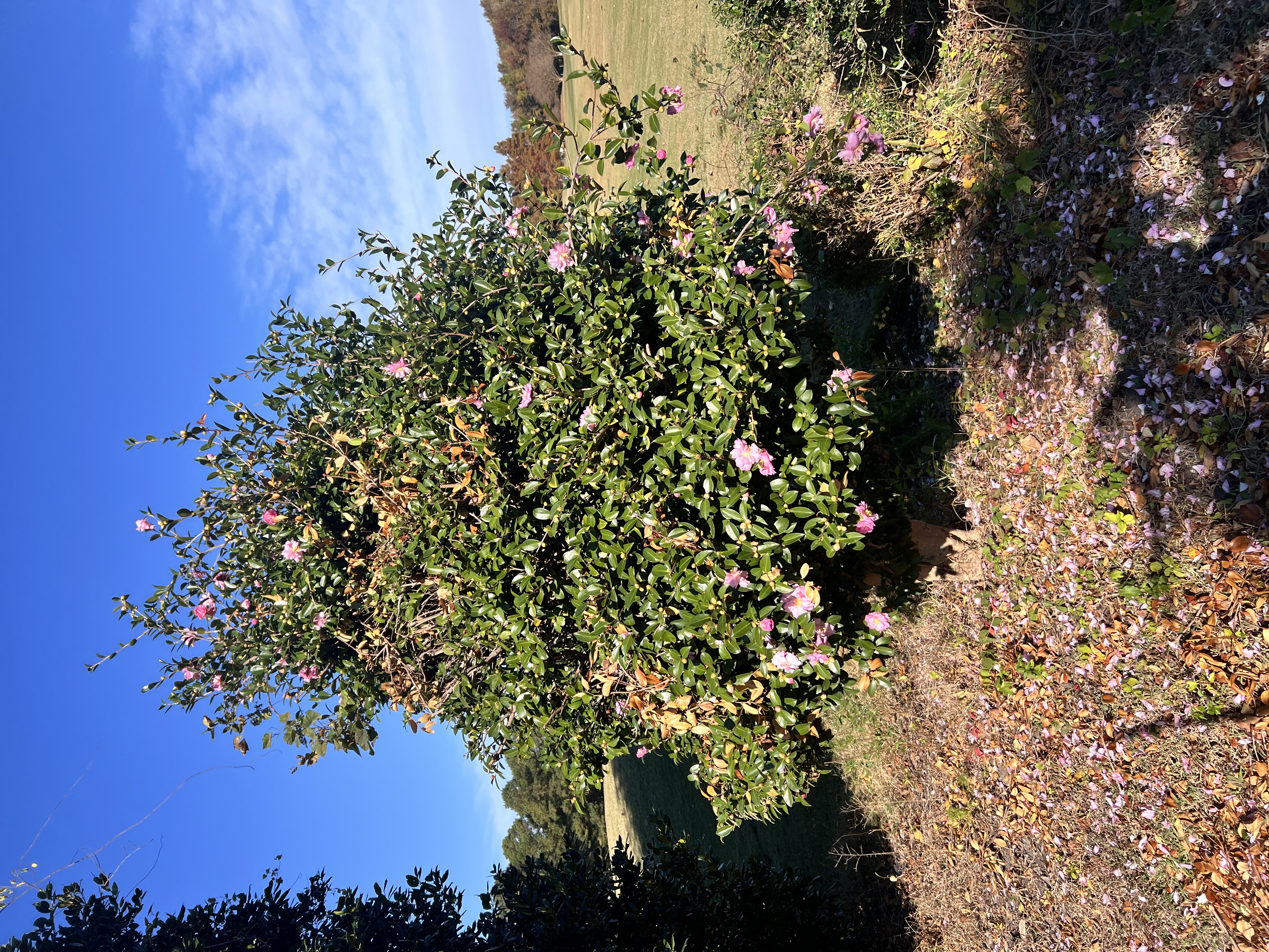 Total Lawncare project 20