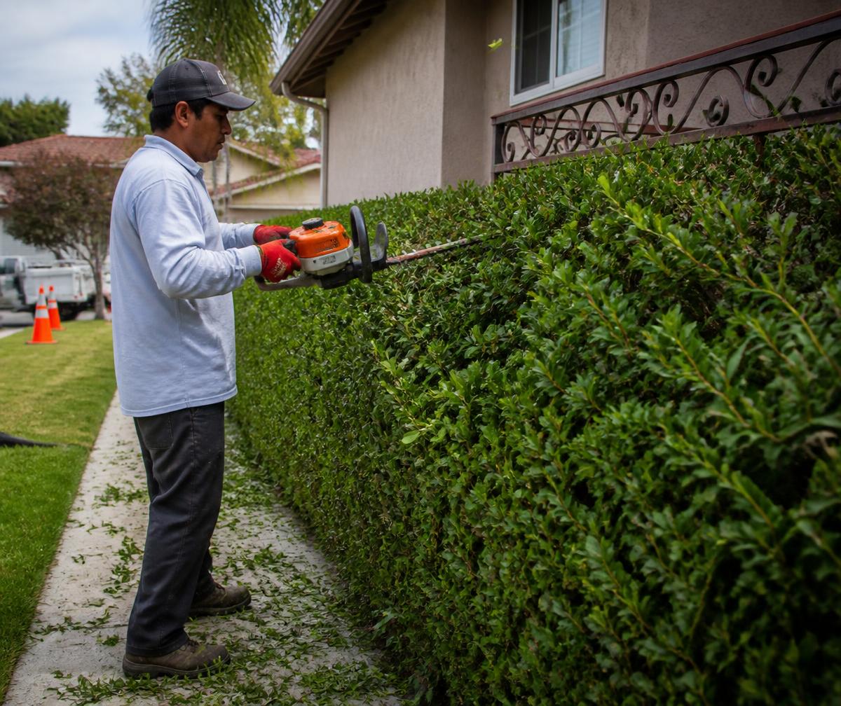 Landscaping crew working on a sunny residential property
